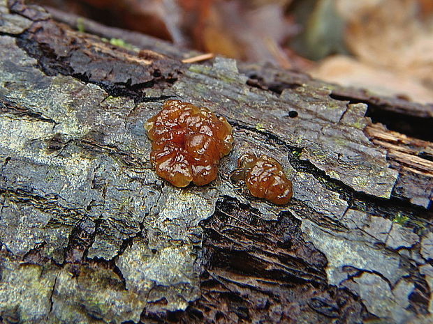 tmavorôsolovec brezový Exidia cartilaginea S. Lundell & Neuhoff