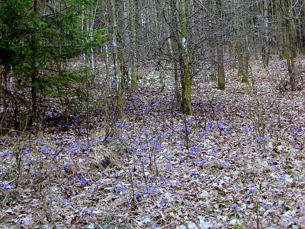 pečeňovník trojlaločný Hepatica nobilis Schreb.