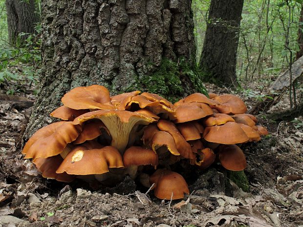 kališník hnedooranžový Omphalotus olearius (DC.) Singer