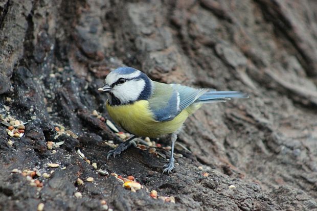 sýkorka belasá Parus caeruleus