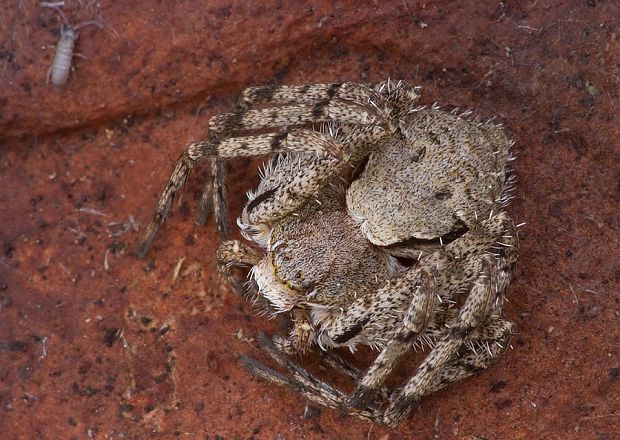 . Philodromus margaritatus