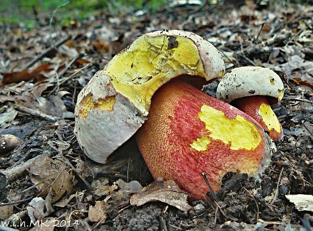 hríb purpurový Rubroboletus rhodoxanthus Kuan Zhao &amp; Zhu L. Yang