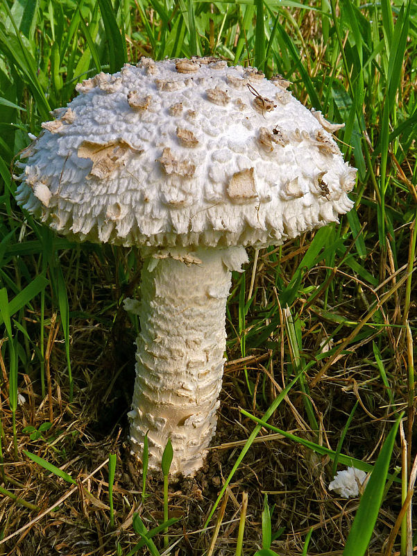 muchotrávka Vittadiniho Saproamanita vittadinii (Moretti) Redhead, Vizzini, Drehmel & Contu