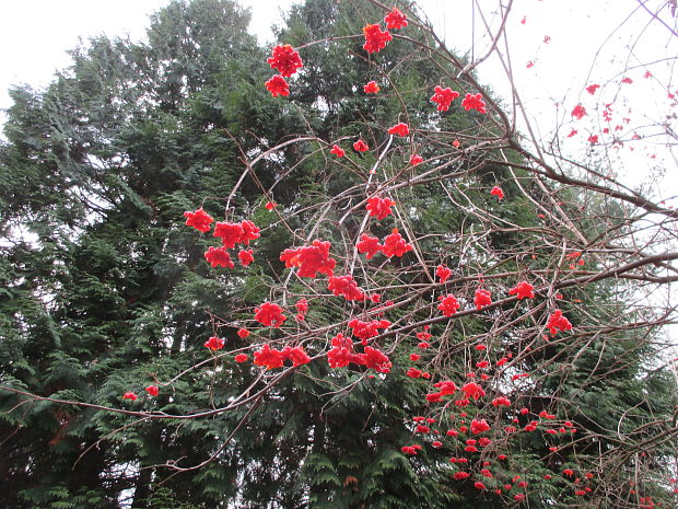 kalina obyčajná Viburnum opulus L.