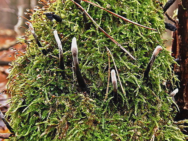 drevnatec parohatý Xylaria hypoxylon (L.) Grev.