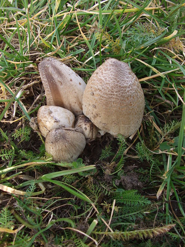 hnojník Coprinus sp.