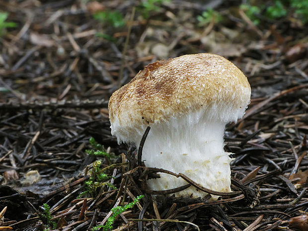 pavučinovec Cortinarius sp.