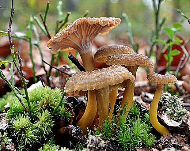 kuriatko lievikovité Craterellus tubaeformis (Fr.) Quél.