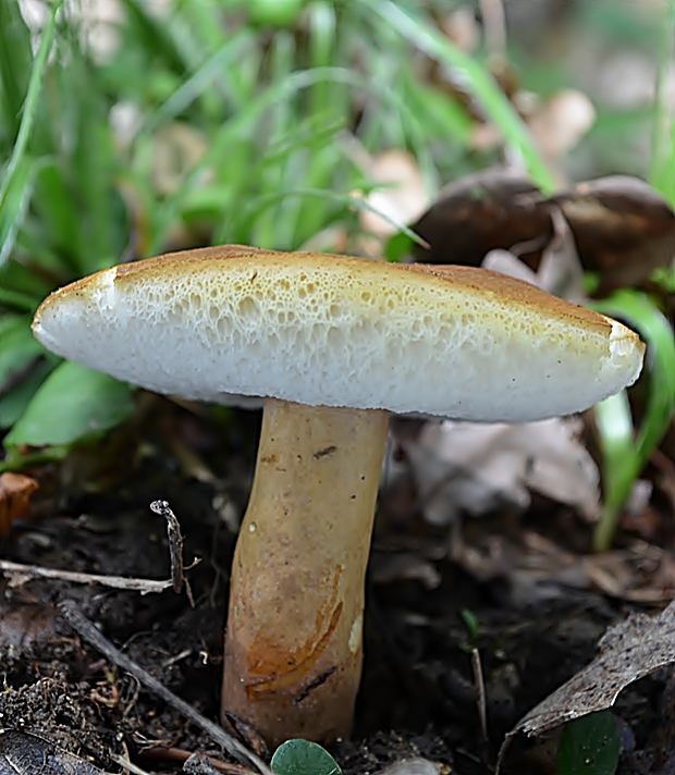 hríbnik gaštanovohnedý Gyroporus castaneus (Bull.) Quél.