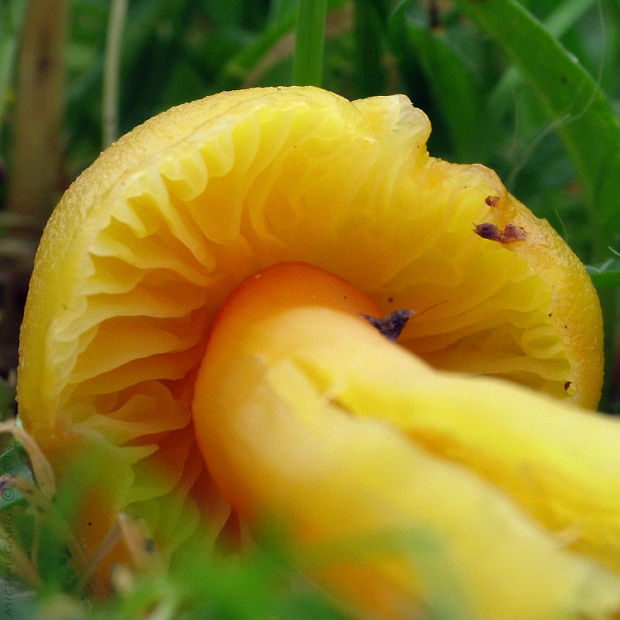 lúčnica Hygrocybe sp.