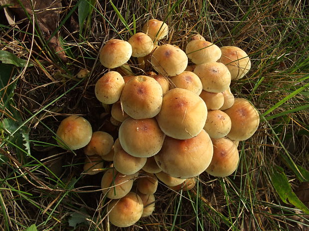 strapcovka zväzkovitá Hypholoma fasciculare (Huds.) P. Kumm.