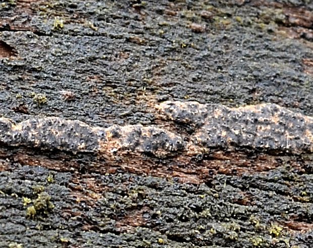 širokoústka Pouzarova Lopadostoma cf. pouzarii Granmo & L.E. Petrini