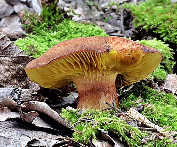 lupeňopórovec červenožltý Phylloporus rhodoxanthus (Schwein.) Bres.