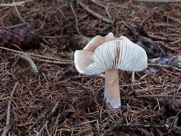 peniazovka maslová Rhodocollybia butyracea (Bull.) Lennox