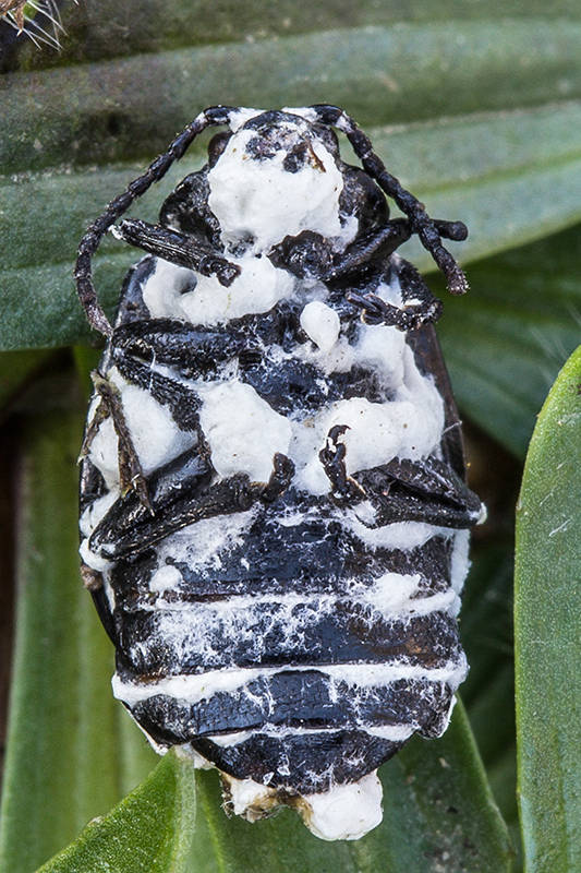 bovéria Beauveria sp.