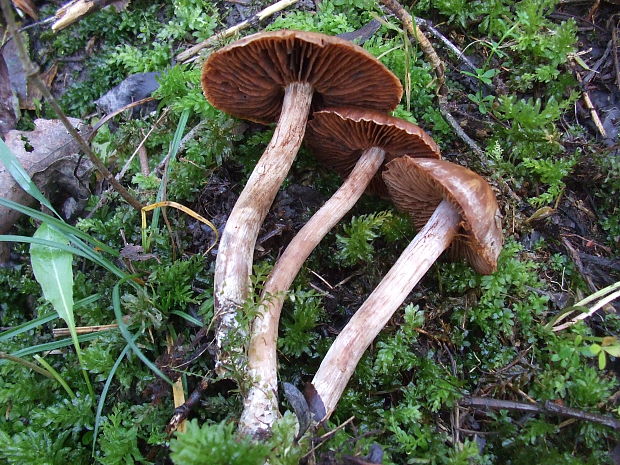 pavučinovec Cortinarius sp.