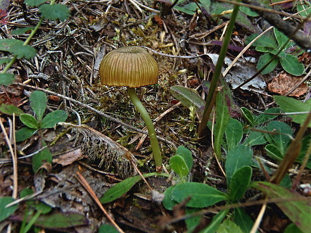 hodvábnica zelenohlúbiková Entoloma incanum (Fr.) Hesler