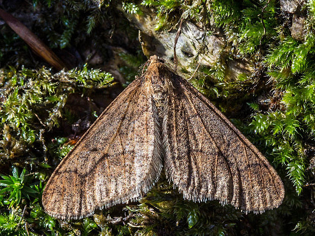 piadivka zimná  Erannis defoliaria