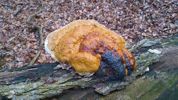 práchnovček pásikavý Fomitopsis pinicola (Sw.) P. Karst.