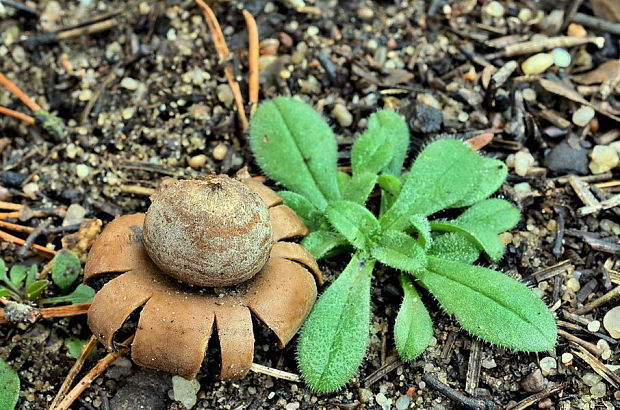 hviezdovka kvetovitá Geastrum floriforme Vittad.