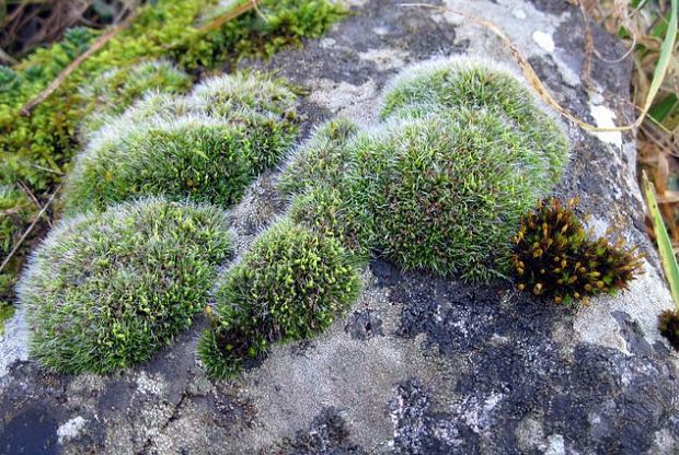 drobivka vankúšovitá Grimmia pulvinata (Hedw.) Sm.