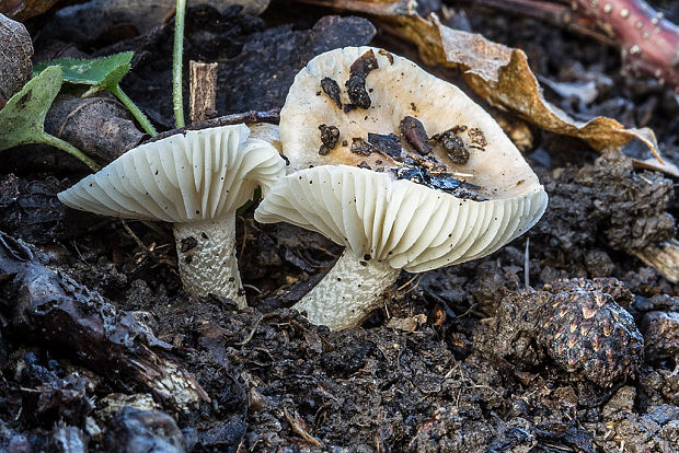 šťavnačka Lindtnerova Hygrophorus cf. lindtneri M.M. Moser