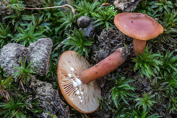 rýdzik Lactarius sp.