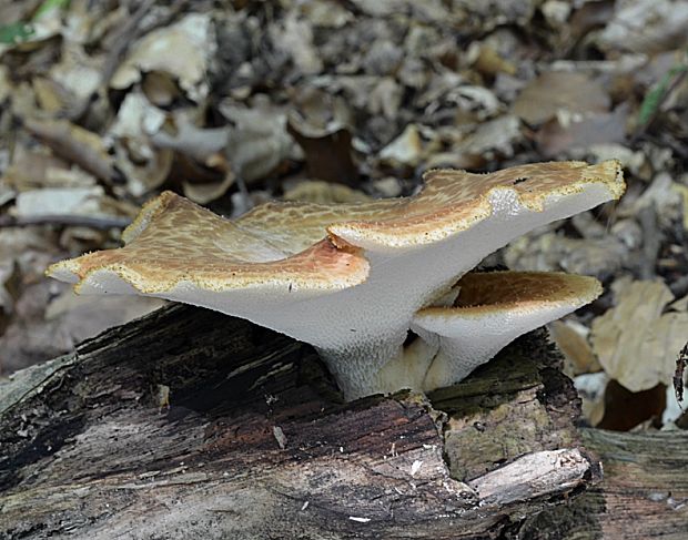 trúdnik Polyporus sp.