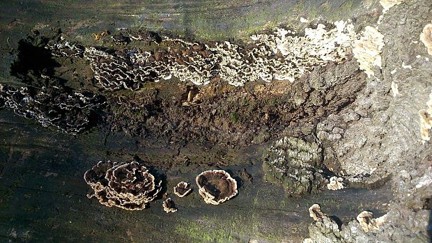 trúdnikovec pestrý Trametes versicolor (L.) Lloyd