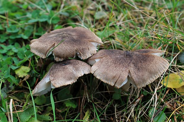 čírovka zemná Tricholoma terreum (Schaeff.) P. Kumm.