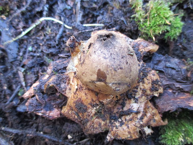 hviezdovka Geastrum sp.