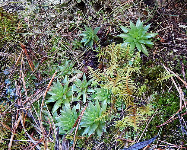 skalničník guľkovitý  Jovibarba globifera subsp. glabrescens (Sabr.) Letz, ined.