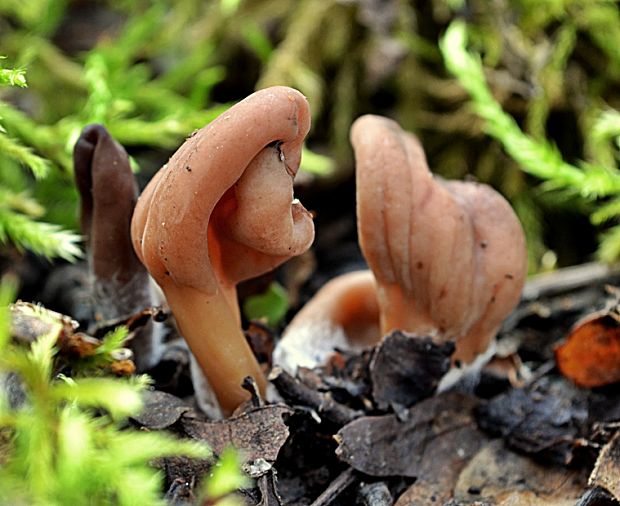 drobnojazýček  Microglossum sp