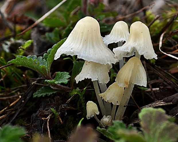 prilbička Mycena sp.