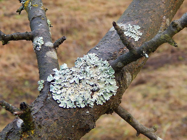 diskovka ryhovaná Parmelia sulcata Taylor