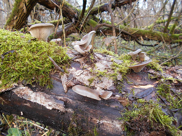 hliva ustricovitá Pleurotus ostreatus (Jacq.) P. Kumm.