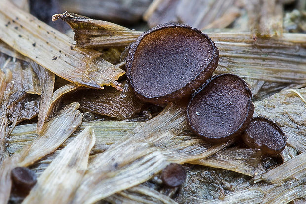 chlpanka  Pseudombrophila