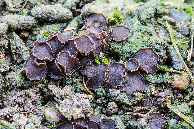 chlpanka veľkovýtrusná Pseudombrophila cf. hepatica (Batsch) Brumm.