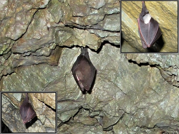 podkovár malý Rhinolophus hipposideros