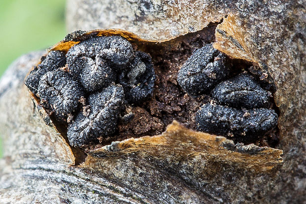 dutinovka lužná Sclerencoelia fascicularis (Alb. & Schwein.) P. Karst.