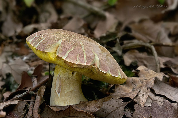 hríb nádherný Butyriboletus fuscoroseus (Smotl.) Vizzini & Gelardi