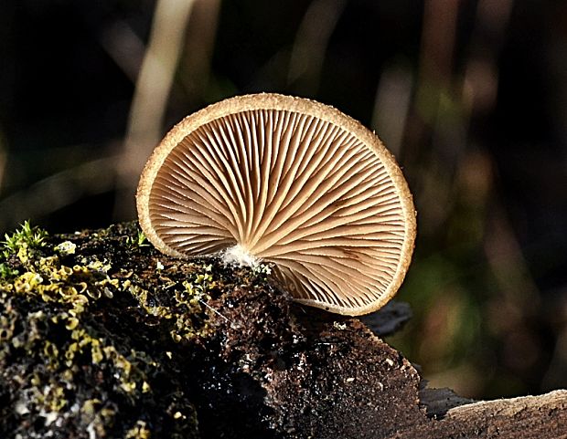 pahliva šafranová Crepidotus crocophyllus (Berk.) Sacc.