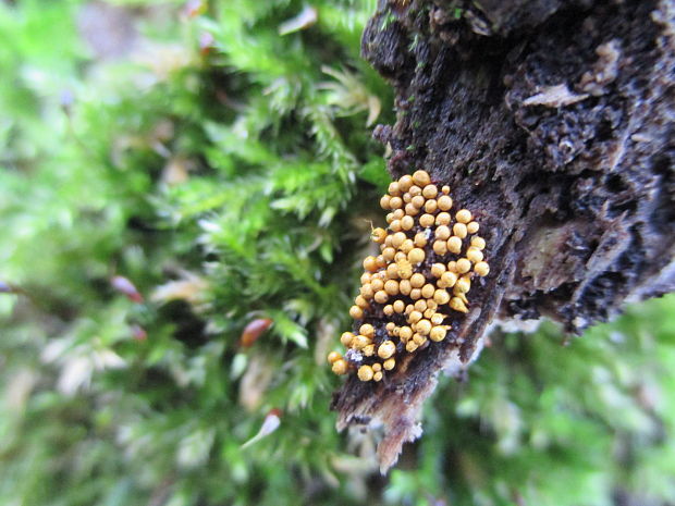 vlasovníčka kyjačikovitá Hemitrichia clavata (Pers.) Rostaf.