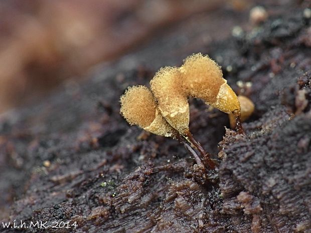 vlasovníčka kyjačikovitá Hemitrichia clavata (Pers.) Rostaf.