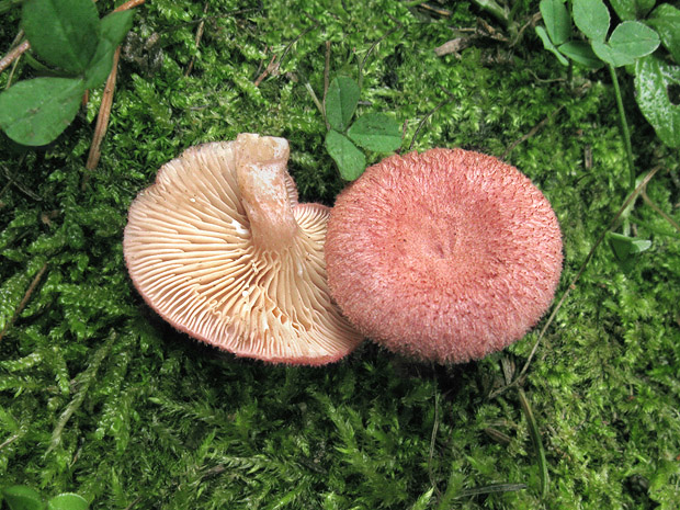 rýdzik fialovoružový Lactarius spinosulus Quél. & Le Bret.