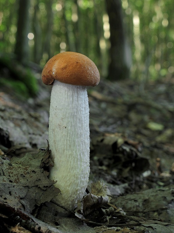 kozák osikový Leccinum albostipitatum den Bakker & Noordel.