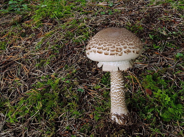 bedľa vysoká Macrolepiota procera (Scop.) Singer