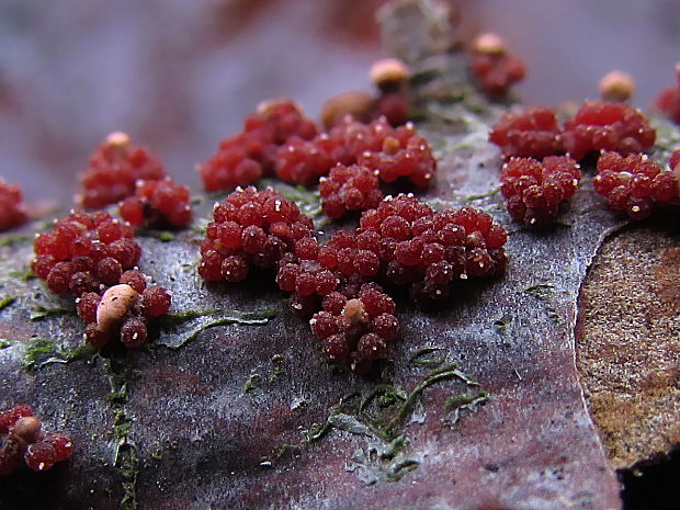 hlivka červená Nectria cinnabarina (Tode) Fr.