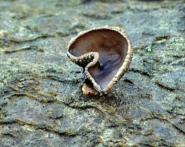 dutinovka lužná Sclerencoelia fascicularis (Alb. & Schwein.) P. Karst.