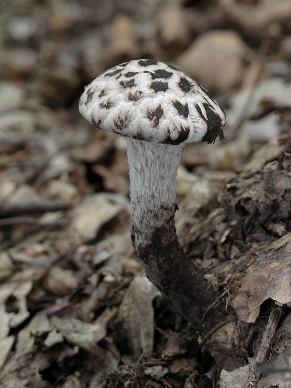 šiškovec šupinatý Strobilomyces strobilaceus (Scop.) Berk.